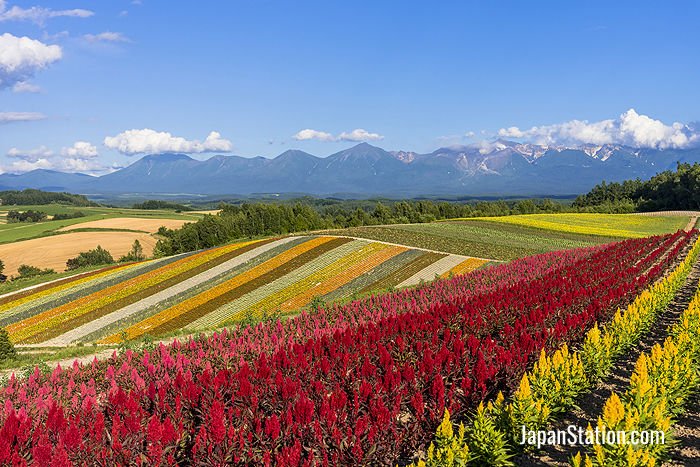 Hokkaido’s Biei is famed for its beautiful fields and rolling hills