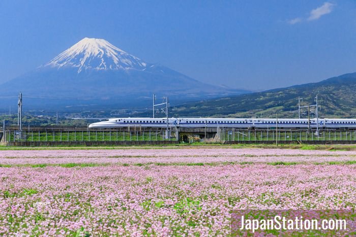 The iconic image of a shinkansen train speeding past majestic Mt. Fuji