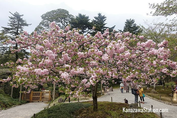 Cherry blossoms at Kenrokuen Garden