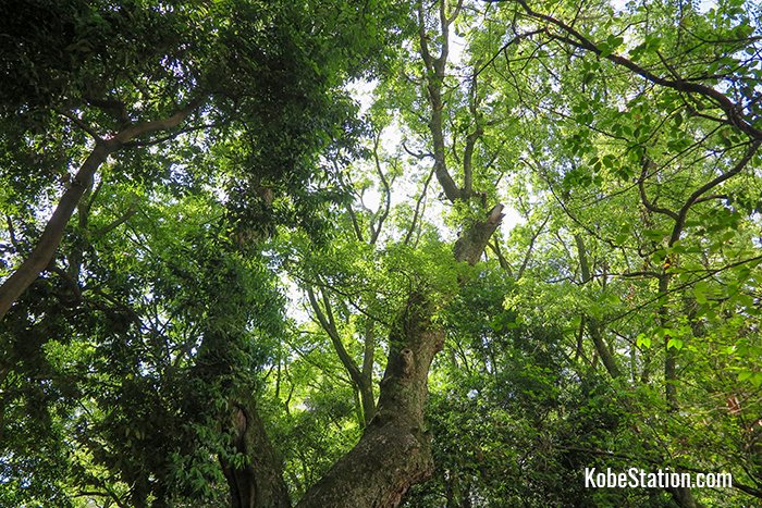 Looking up at the tree-tops in Ikuta-no-mori