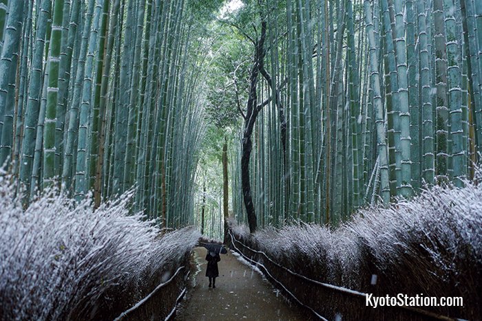 The bamboo forest of Arashiyama