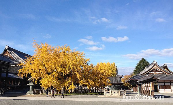 Nishi Honganji’s famous gingko tree in November