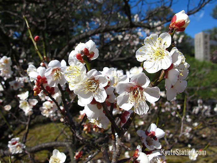 Unlike cherry blossom which has no scent, plum blossom has a sweet aroma reminiscent of wine