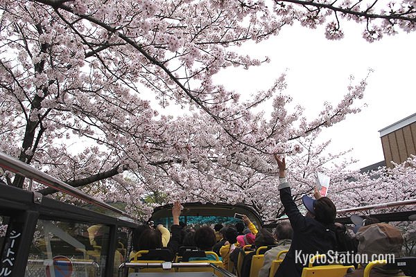 Travelling through a tunnel of blossom in Higashiyama. Passengers are asked not to stand up or touch tree branches – but some people couldn’t resist!