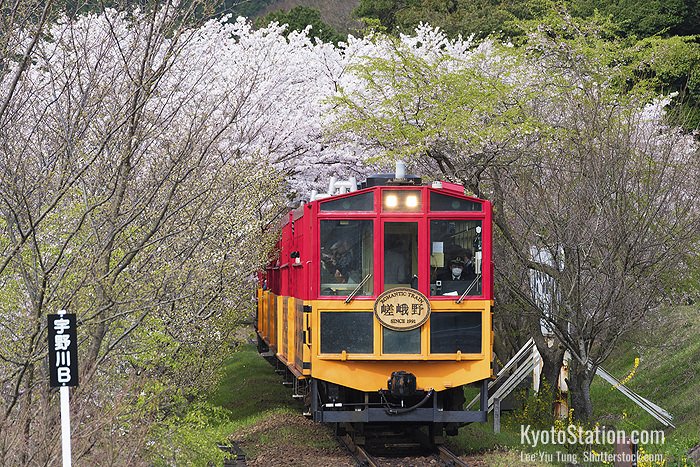 The Sagano Romantic Train passing sakura trees in bloom