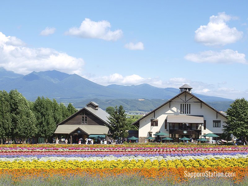 Flower fields in Furano, Hokkaido