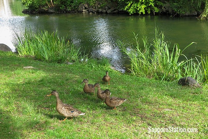 Ducks by Shobuike Pond