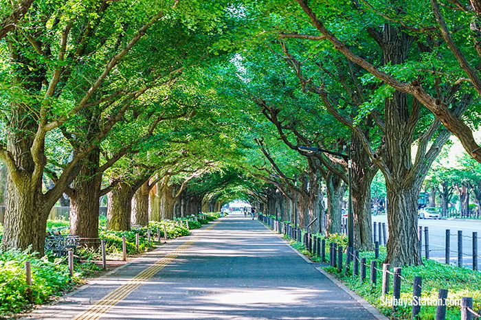 Aoyama Area